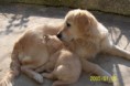 /album/zeus/a20291-lisa-golden-retriever-img-jpg/